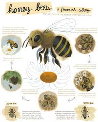 Visell Bee Poster Honey Bee Life Cycle Bee Bee Friendly