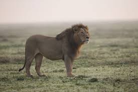 african lions threatened by growing