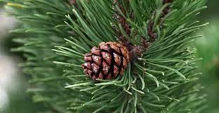Types Of Pine Trees With Identification Guide Chart And