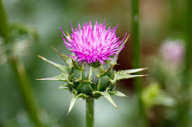 the thistle scotland s flower symbol