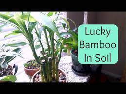 Lucky Bamboo Repotting Into Soil Care