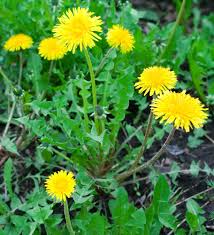 dandelion benefits are many and mighty