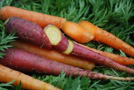 harvesting carrots when to harvest carrots