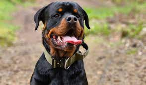 rottweiler guide exercise needs