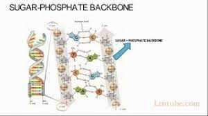 sugar phosp backbone simplified