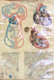 A Vintage Max Brodel Anatomical Wall Chart Of The Heart W 104cm