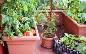 15 Best Vegetables To Grow In Pots And