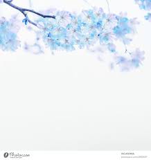 blue flower on white background a