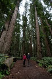 visiting redwood national park