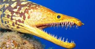 How do eels eat fish?