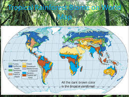 The tropical rainforest is located in four main regions or realms. Tropical Rainforest Biome By Sophie Shannon Nate And Brody Ppt Download