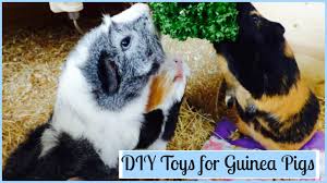 diy toys for guinea pigs you