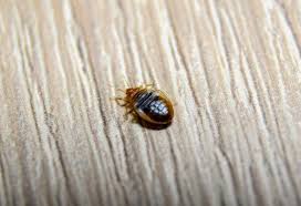 Can Bed Bugs Live In Wood Furniture