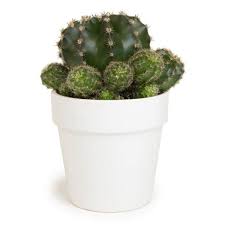 Cactus In White Glazed Clay Pot