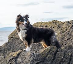 sheltie shetland sheepdog puppies and