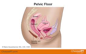 physical therapy guide to pelvic pain
