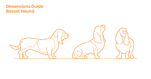 Basset Hound Dimensions Drawings Dimensions Guide