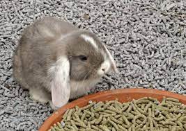 12 Best Rabbit Litter Odor Control