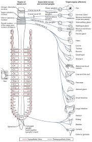 Autonomic Nervous System Wikipedia