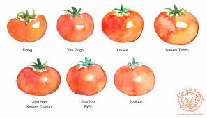 Comparing Watercolor Brands Using Tomato Drawings