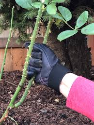 Wees The Perfect Rose Pruning Gloves