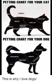 Petting Chart For Your Cat Yesii Me Awesome Nope Umm No Are