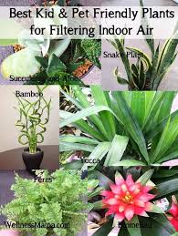 Best Houseplants For Purifying Indoor