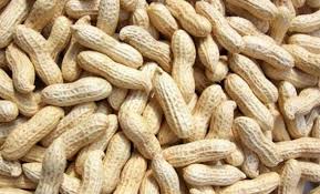 peanut farming groundnut information