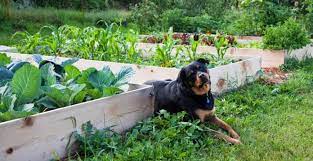 Your Dog Out Of The Vegetable Garden