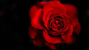 red rose dark background 5k flower