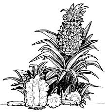 Some of the coloring page names are hawaiian fruit pineapple coloring netart, georgie moriah elizabeth pineapple duck t shirt by franktact redbubble, watermelon colouring, pineapple coloring, pineapple wrap black white essential t shirt by janine lecour in 2021 boho art drawings, georgie moriah elizabeth pineapple. Free Printable Pineapple Coloring Pages For Kids Coloring Home