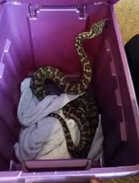 carpet python in seattle missing its
