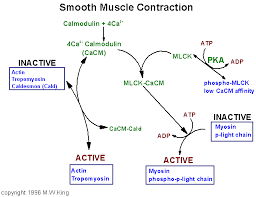 Muscle Biochemistry