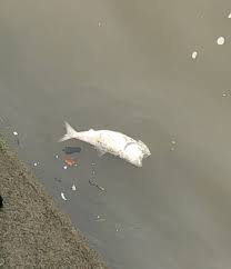 fish in hudson river