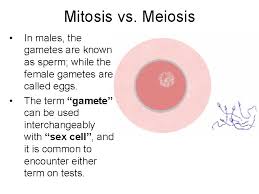 Meiosis can be defined as a witty understatement that belittles or dismisses something or somebody; Chapter Terms 1 Diploid 2 Haploid 3 Autosomes