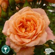 Buy Rosa Sweet Dream Patio Rose In The Uk