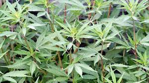 Marijuana, or marihuana, is a name for the cannabis plant and more specifically a drug preparation from it. El Estado De Nueva Jersey Oficialmente Aprueba El Uso Recreativo De La Marihuana