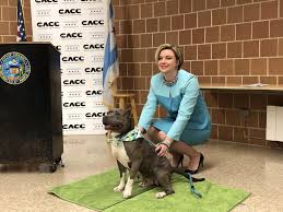 Chicago and surrounding suburbs within 1 hour of chicago 60631. With New Screening Process City Shelter Is Fast Tracking Cat And Dog Adoptions Chicago News Wttw