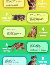 Kitten Size Chart Bedowntowndaytona Com