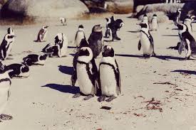 These flightless birds form monogamous pairs with the arrival of breeding these large flightless birds have for the most part one mate for each year, and stay devoted to that mate. Penguins Mate For Life A Funny Quote Nothing But Penguins