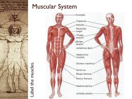 Related to the function of movement is the muscular system's second function: 35 Muscular System With Label Labels Database 2020