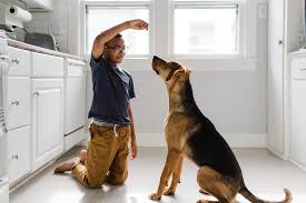 Cara Melatih Anjing: Perintah, Trik, dan Lainnya | Tip dan Saran Ahli | Terpercaya Sejak 1922