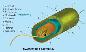 bacteria versus archaea scientist cindy