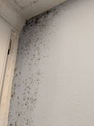how to clean mold off bathroom wall