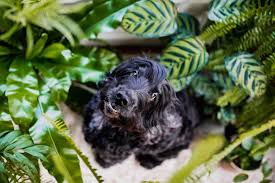 15 Plants That Are Safe For Dogs