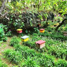 Set up on a sloping terrain, the highlands apiary farm features a viewing gallery of bee nests and a shop from where you can collect bottled honey combs, pollen extract, royal. 3 Best Honey Bee Farm In Cameron Highlands Where To Buy Authentic Honey 2021