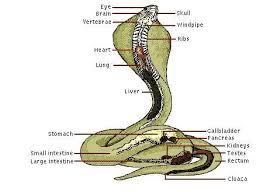 Diagram Of Snake Easy Snake Diagram Snake Head Diagram