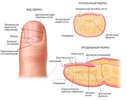 nail anatomy physiology and pathology