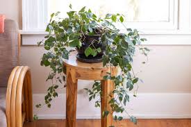 g ivy indoor plant care growing