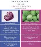What tastes better green or red cabbage?
